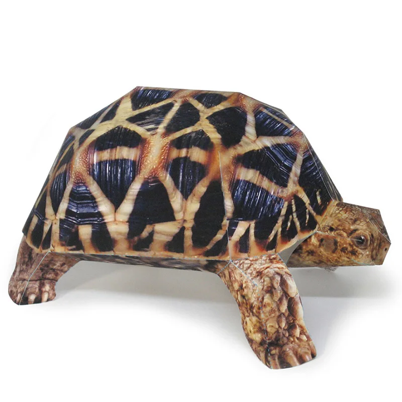 Modèle de tortue étoile indien - Art Craft Cardboard avis et prix